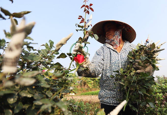 Người dân Tây Tựu thu hoạch hoa phục vụ 8/3